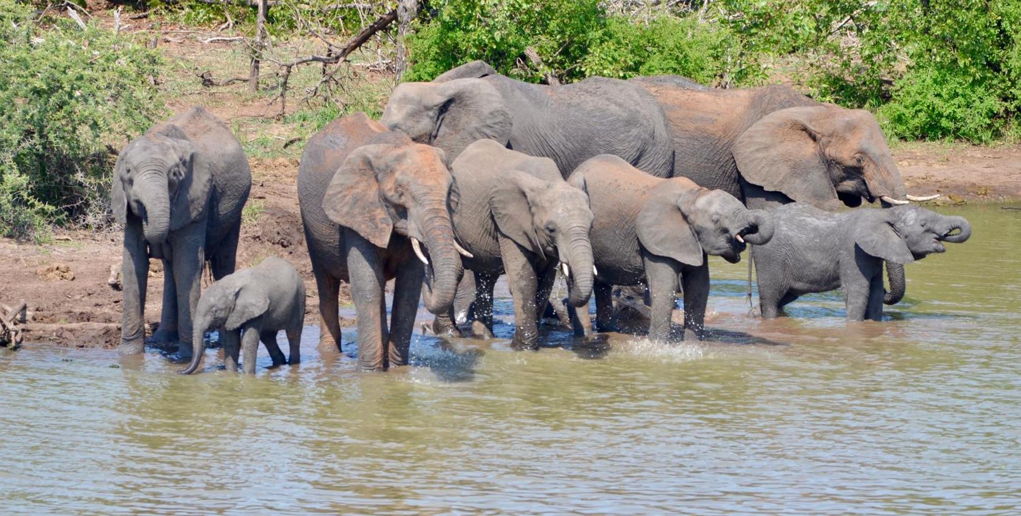 Kholiwe On Kruger Lodge & Safaris Marloth Park Zewnętrze zdjęcie