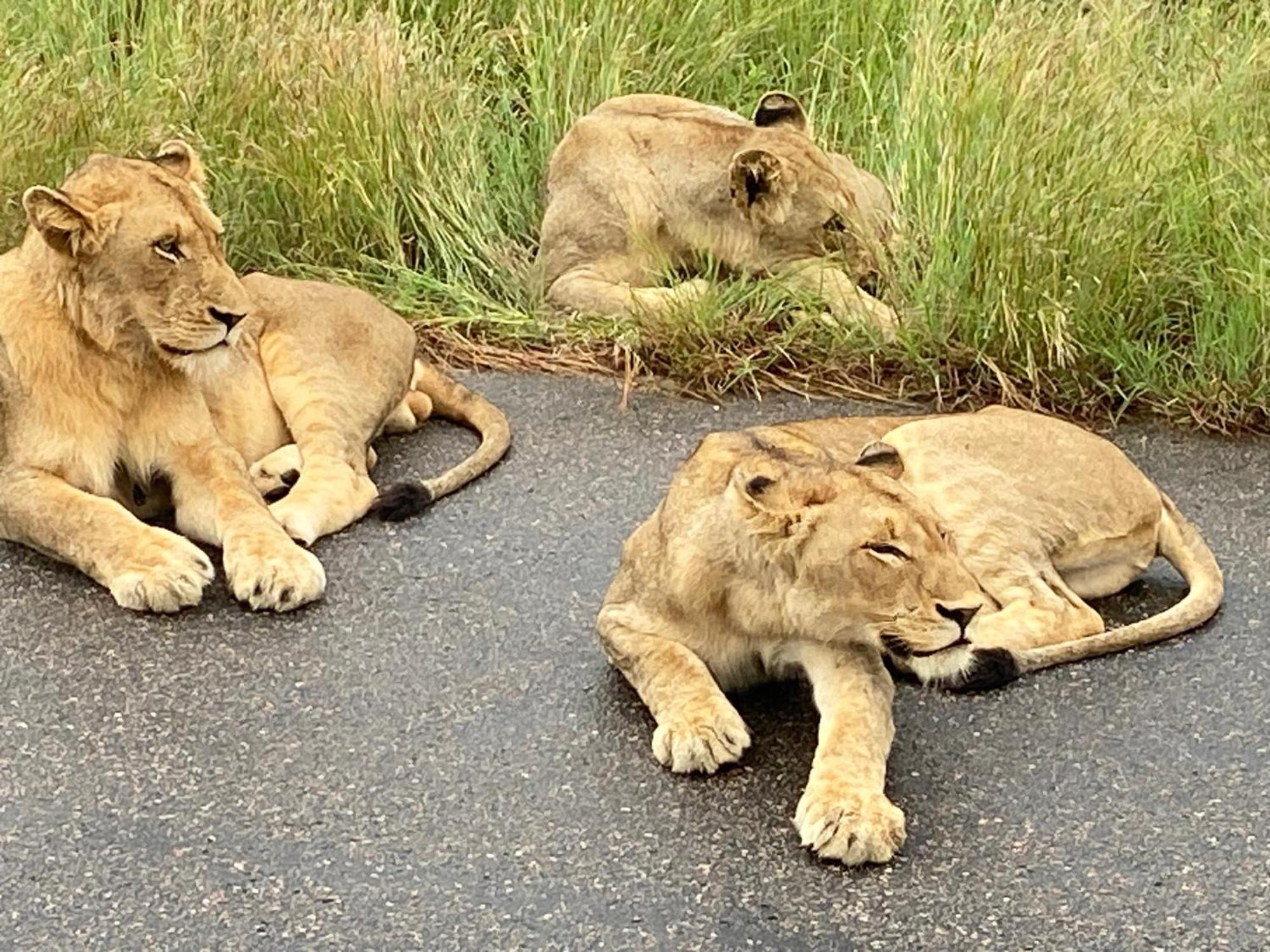 Kholiwe On Kruger Lodge & Safaris Marloth Park Zewnętrze zdjęcie