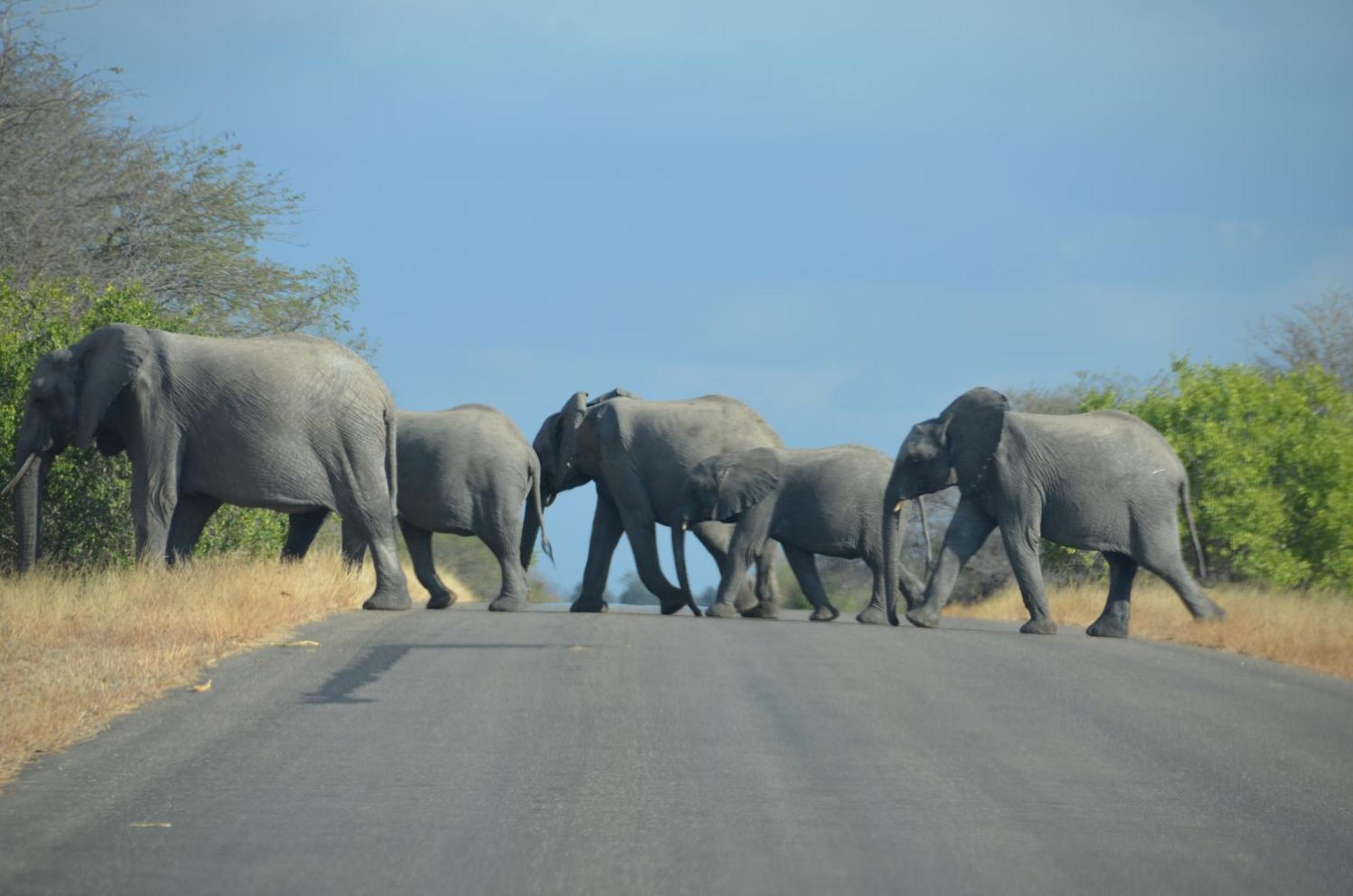 Kholiwe On Kruger Lodge & Safaris Marloth Park Zewnętrze zdjęcie