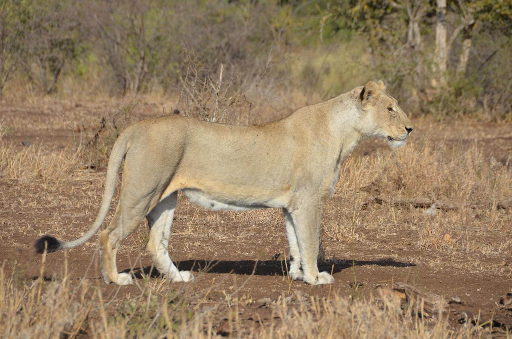 Kholiwe On Kruger Lodge & Safaris Marloth Park Zewnętrze zdjęcie