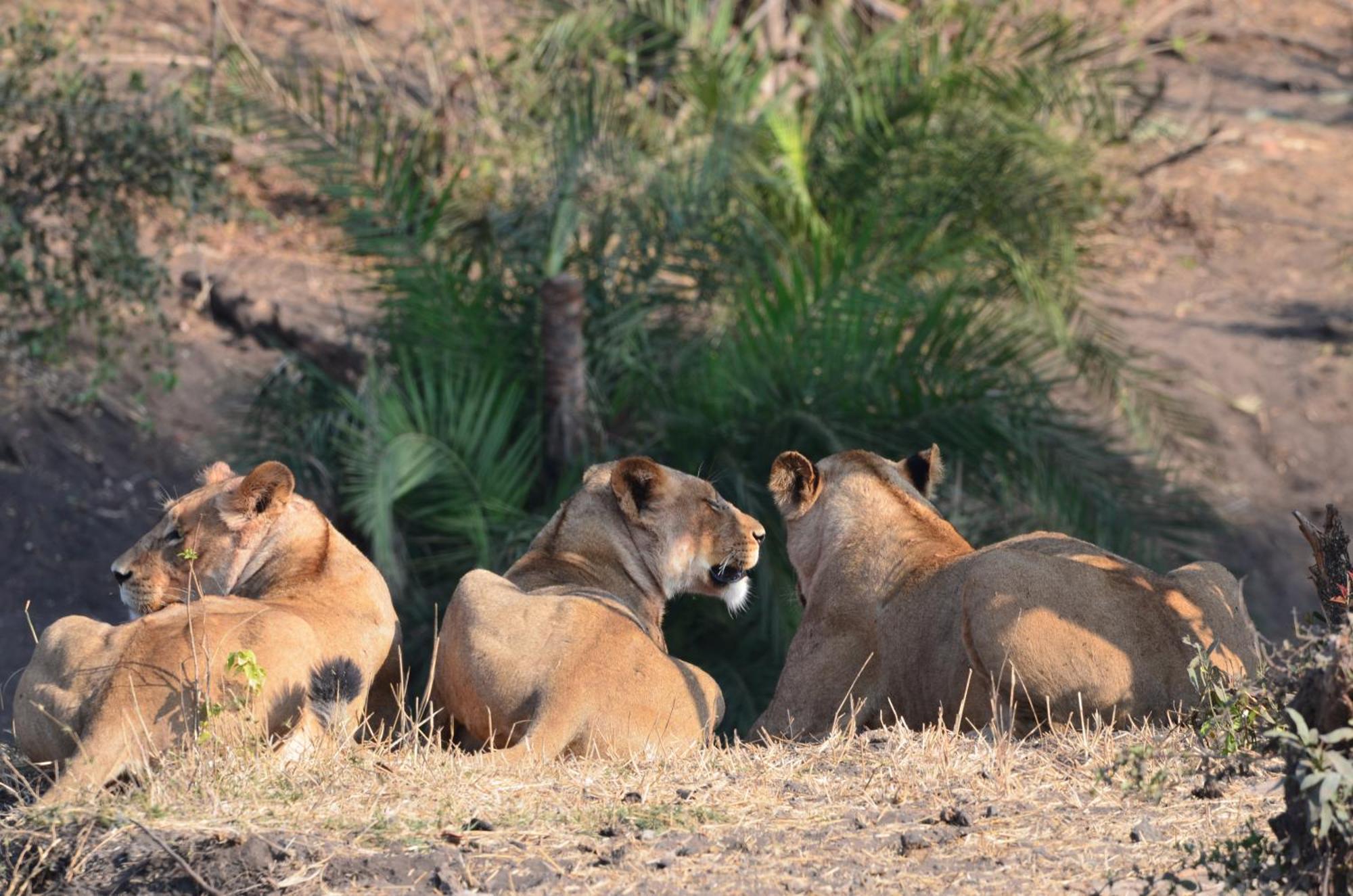 Kholiwe On Kruger Lodge & Safaris Marloth Park Zewnętrze zdjęcie